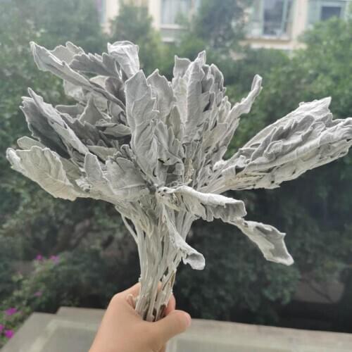 10pcs/30-35cm,Nature Preserved Dusty Miller bouquet,Eternal Silverleaf DIY glass cover floating flower material Wedding decor