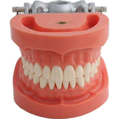 Dental Model Teaching Standard Nissin Style Demonstration Hard Gum 32pcs Teeth Available