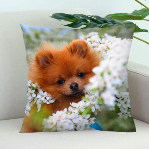 Pomeranian Dog Pillow Cover Bedroom Home Office Decorative Pillowcase Square Zipper Pillow Cases Satin Soft
