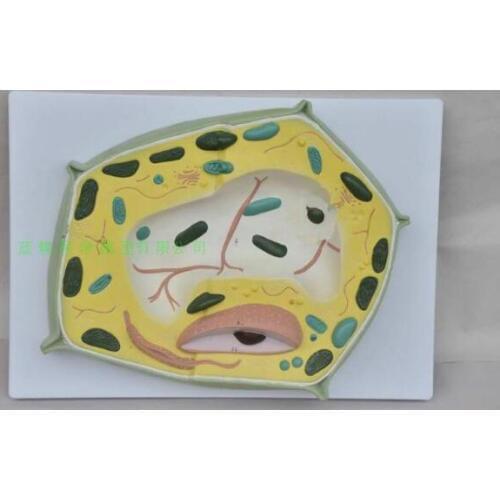 Plant cell model teaching model plant microspecimen teaching tool cell enlargement