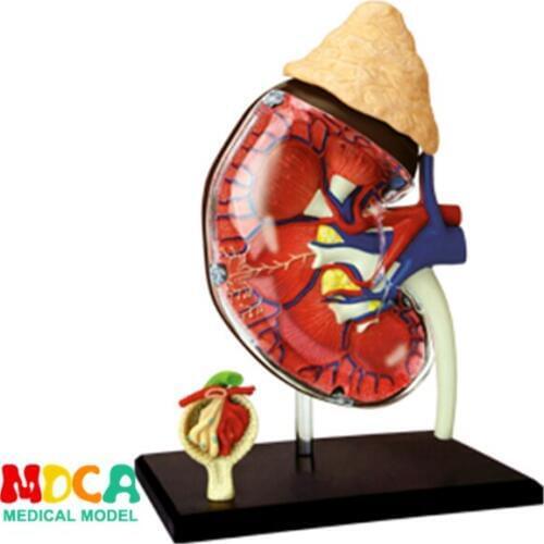 Human. kidney 4d master puzzle Assembling toy human body organ anatomical model medical teaching model