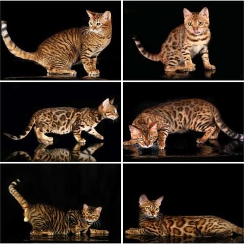 EverShine Diamond Painting Cat Cross Stitch Diamond Embroidery Full Square Animal Mosaic Kits Home Decor Wall Art Handicraft