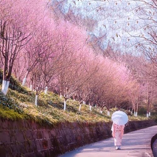 Japanese Traditional Yukata for Women Retro Florao Sakura Pink Kimono Ceremony Dress for Women Vintage Flower Haori Women