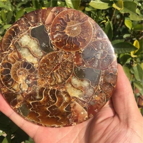 Natural Ammonite Disc Fossil Conch Specimen Healing +Stand 1pcs