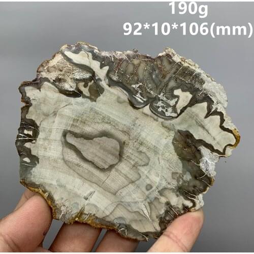 Big 100% Natural Paleontological Fossil Tree Fossil Decoration Silicified Wood Tree Jade Tea Cup Mat Fossil mineral Specimen