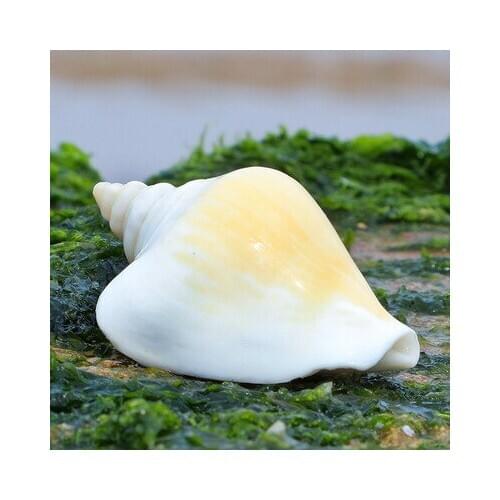 Natural Shell Phoenix Conch Topaz Aquarium Aquarium Home Decoration Floor Wall Sticker Creative DIY Drifting Bottle