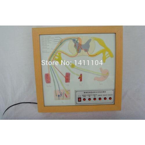 Free ship&The composition and distribution of spinal nerve electric model, teaching of medical, science and technology museum