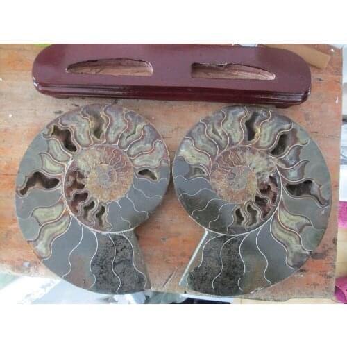 HUGE!! AMMONITE AMMOLITE NAUTILUS MADAGASCAR FOSSIL SPECIMEN 2900g+stand 420g