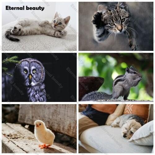 Cute Pet 5D Diy Diamond Painting Cross Ctitch Kits Diamond Embroidery Kind of Animals Mosaic Painting Full Drill Home Decor Gift