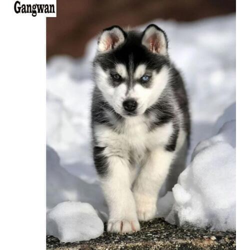 Diamond Painting Full Square/Round Drill Lovely Husky 5D Daimond rhinestone Embroidery Cross stitch Kit Mosaic puppy hobby decor
