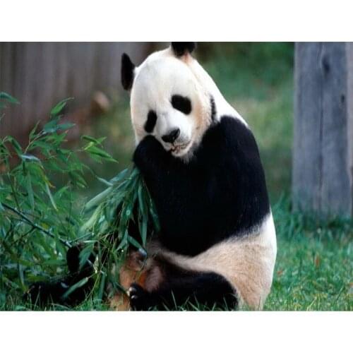 Diamond Painting Kit-Animal Panda, 5D DIY Full Diamond Embroidery,Round/Square Inlaid Diamonds, Cross Stitch Art Decoration P813