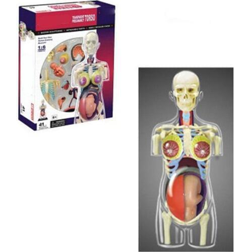 Mini 1:6 Human female pregnancy assembly model Assembled Human Anatomy Model Gift for Children