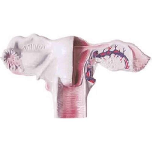 Smd068 female genital organ