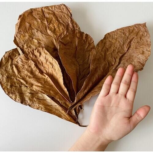 150G Grade A Natural Terminalia Catappa Foetida Leaves Island Almond Leaf fish Cleaning/Treatment aquarium Tank