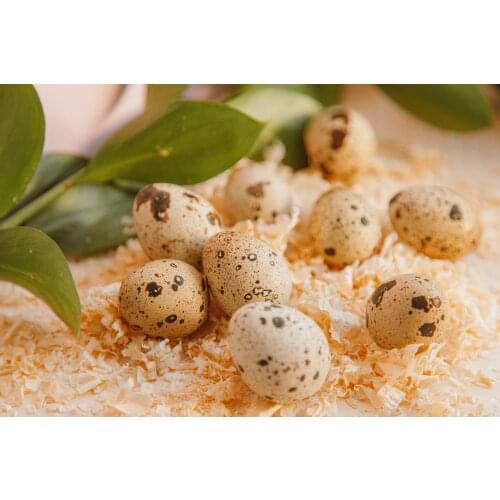 Кубанская Перепёлка Home And Garden Products