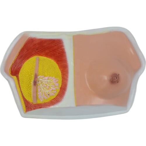 Human Female Breast Medical Anatomical Mode During Lactation for Learning and Teaching 1:1 Life Size Educational Equipment