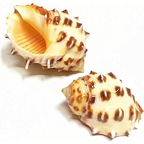 Natural conch shell crab aquarium landscaping replacement shell small seashells natural sea shells seashells conch