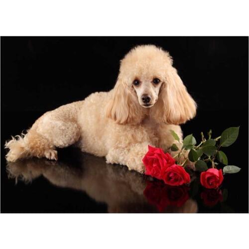 5D DIY square/round Diamond painting Poodle Small pet dog Cross Stitch Diamond Embroidery Pattern Rhinestone home decor J1160