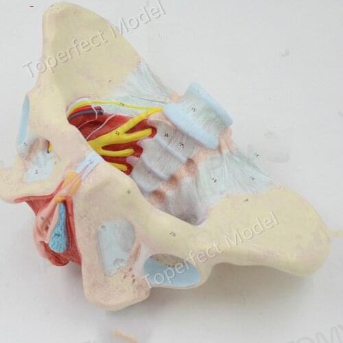 1:1 Life Sized Human Female Pelvis Neural Model Pelvic Floor Muscle Nerve Perineal Ligament Neuromuscular Model Free Shipping