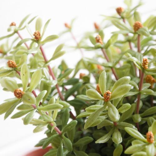 Northyle Artificial Wedding Bouquets