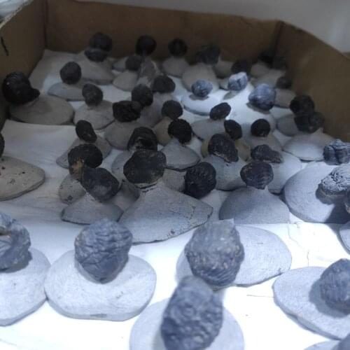 1pcs Natural Trilobite fossil specimen Original stone Quartz Crystal Mineral for home Decor teaching Healing chakra