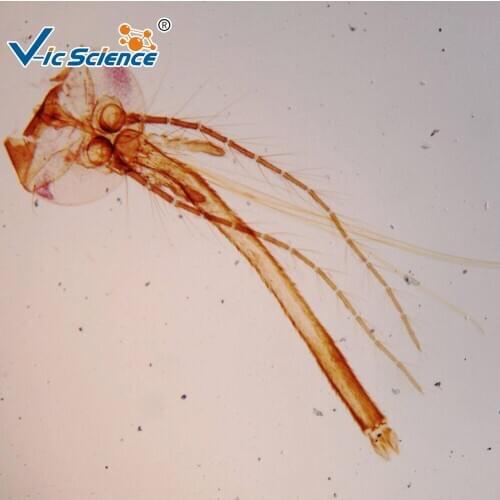 12pcs Beginners slides set（animals and plants