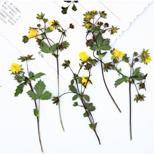 100pcs,Natural Pressed Strawberry flower with stem,Eternal Preserved plant for DIY Wedding invitations art Bookmark Gift Cards