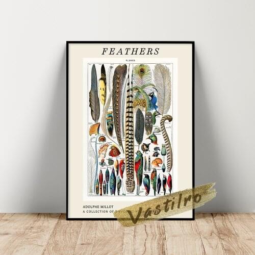 Adolphe Millot Poster, Millot Plumes-Pour Wall Painting, Collection Different Plume Types Art Prints, Kids Room Wall Stickers