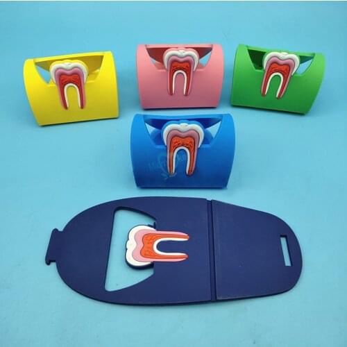 1pcs Dental Card Holder Colorful Rubber Teeth Molar Shape Dentist Gift Phone Card Name Storage Dsiaply Stand For Clinic