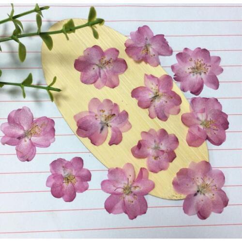 120pcs Pressed Dried Natural Color Skura Flower Plant Herbarium For Jewelry Postcard Invitation Card Phone Case Bookmark DIY