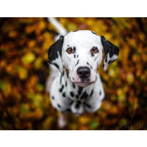 Full square round diamond painting Dalmatian dog 5D DIY diamond embroidery crystal home decoration cross stitch wall sticker