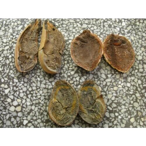 3 pairs fish well-preserved Million Year Old fish fossils