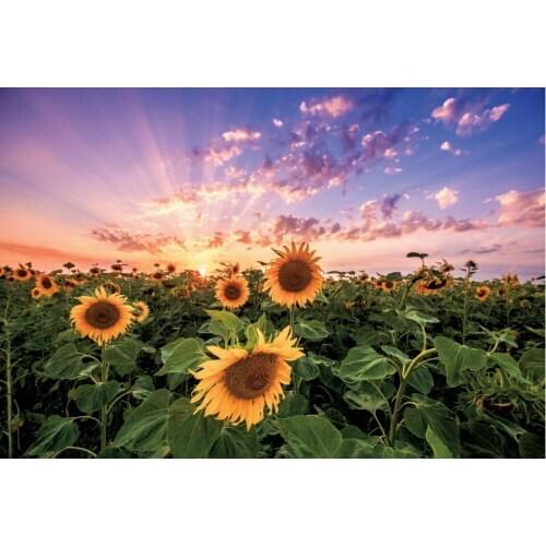 Flower Backdrop Sunflower and Purple Sky Photography Background Holiday Celebration Photo Booth Studio Decor