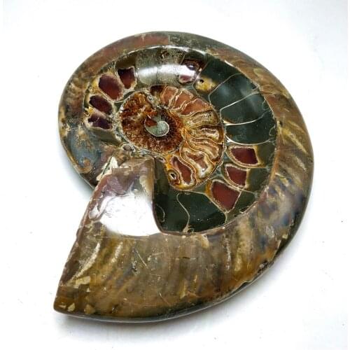 Natural Ammonite Fossil Mineral Nautiloids Crystal Carved Ashtray Features Decorative Fashion Household Items