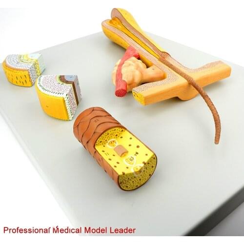 700 times 4 parts Hair follicle hair anatomic structure model Medical research Training of cosmetics and hairdressing