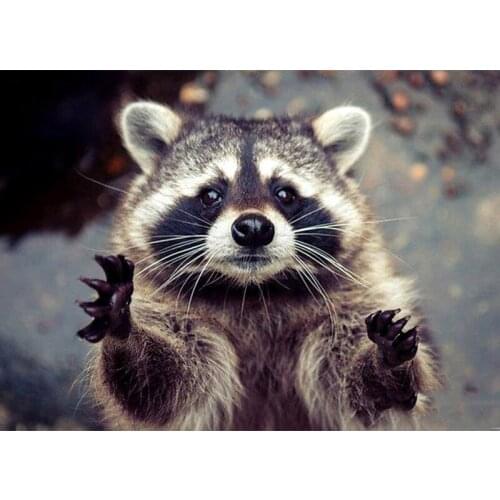 Room Decor 5D DIY Diamond Painting "Animal raccoon" Full Square/Round Drill diamond Embroidery Cross Stitch 3D Home Decor