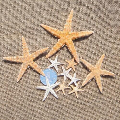 HappyKiss Small starfish shell fish tank diy crafts accessories gift mini sea star Scrapbooking Carft for party Home decoration