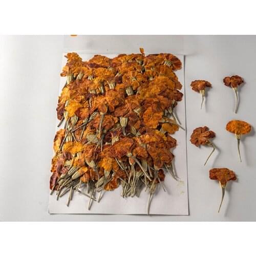250pcs Pressed Dried Flower Tagetes erecta L Herbarium For Epoxy Jewelry Bookmark Phone Case Makeup Nail Art Craft DIY