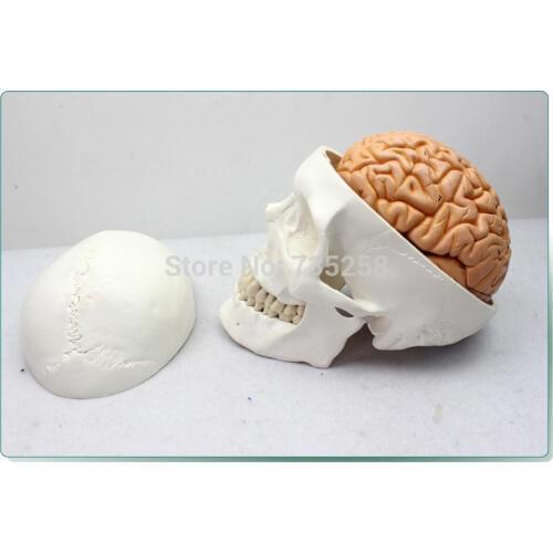 Human Skull Brain Model With Eight Parts,Senior Skull Brain Model,Skull Brain Combination Model