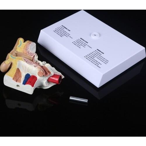 M17F 1.5 Times Life Size Human Ear Model Scientific Anatomy Teaching Supplies Anatomical Study Display Professional School Tool
