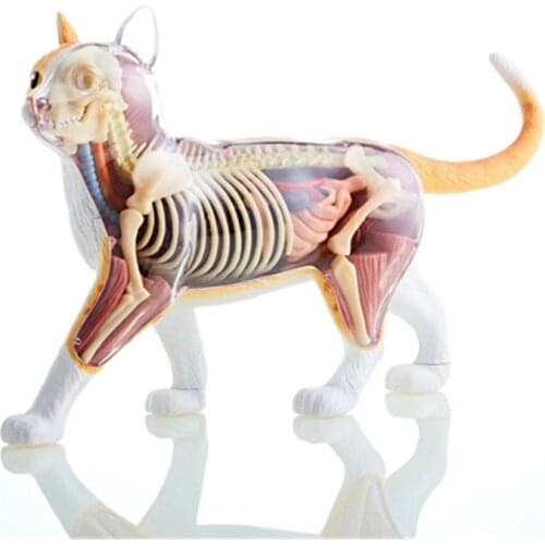 The orange cat Organ anatomy 4D master puzzle assembly toys Medical models