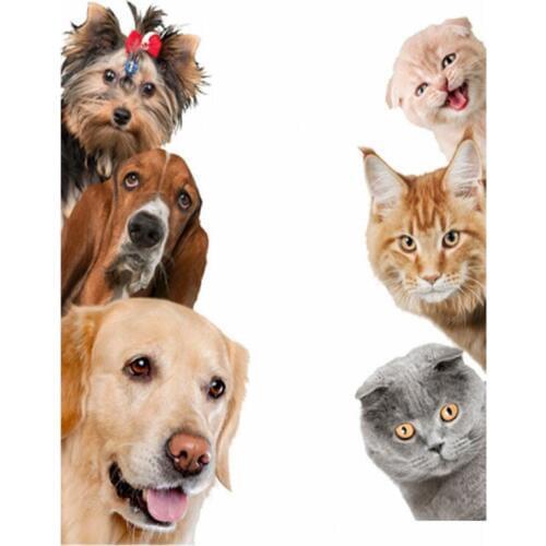 New Cute Funny 3D Cat Dog Door Wall Stickers Removable Sitting Room Porch Bedroom Wall Decals Animals Mural Art Wallpaper Pawed