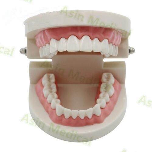 Dental Materials dental supplies oral instruments oral model Dental teaching model denture teeth model