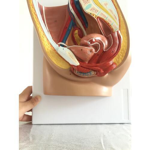 Free shipping&The median sagittal section of the female pelvic anatomy model,urinary system,medical teaching model wholesale