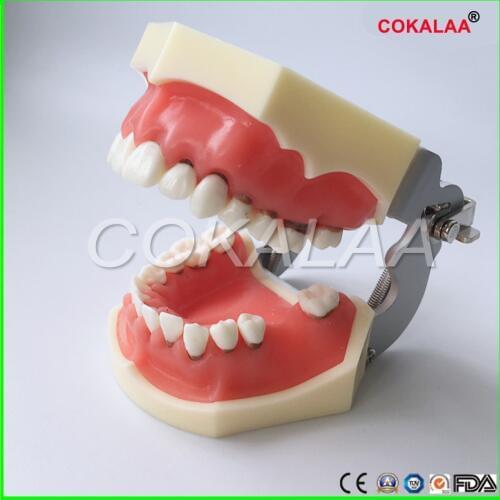 Dental Periodontal Disease Model / Tooth Medical Model dentist learning model