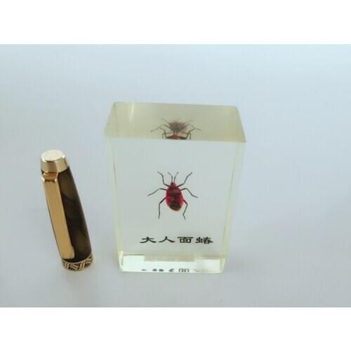 Catacanthus Nigripens Specimen Insect Specimen Resin Animal Skeletal Specimen Biological Anatomy Teaching Aid Resin Craftwork