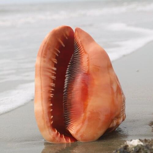 Natural Oversized Shell Conch Four Famous Conch Gifts Fish Tank Landscape Aquarium Decorations Ornaments