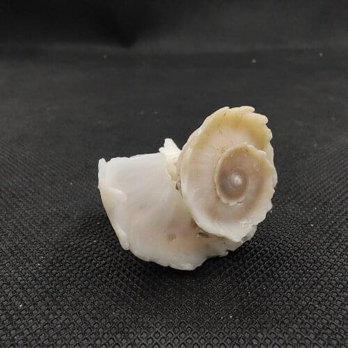 Natural Shell Conch Mawar Flower Fairy Home Decoration Collection Conch