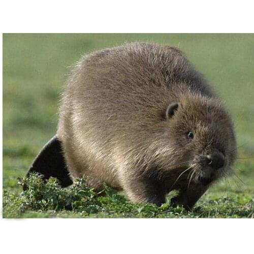 Diamond Painting Cross Stitch Beaver animal pattern 5D Diy Full Square Resin Diamond Mosaic Embroidery Handmade DecorationZP-824