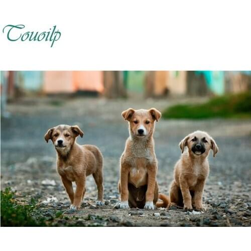 5D diamond painting cross stitch round&square Rhinestones embroidery plastic crafts 3 cute puppies dog Full diamond painting